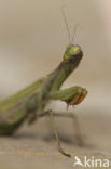 Bidsprinkhaan sp. (Mantis sp.)