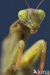 Praying mantis (Mantis sp.)