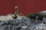 Praying mantis (Mantis sp.)