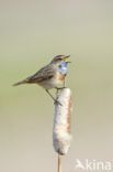 Blauwborst (Luscinia svecica)