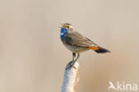 Blauwborst (Luscinia svecica)