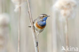 Blauwborst (Luscinia svecica)