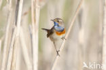 Blauwborst (Luscinia svecica)