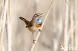 Blauwborst (Luscinia svecica)