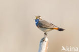 Blauwborst (Luscinia svecica)