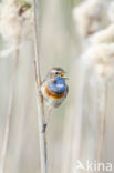 Blauwborst (Luscinia svecica)