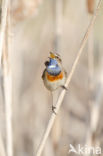 Blauwborst (Luscinia svecica)