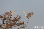 Grey Heron (Ardea cinerea)