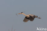 Blauwe Reiger (Ardea cinerea)