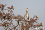 Blauwe Reiger (Ardea cinerea)