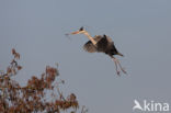 Grey Heron (Ardea cinerea)