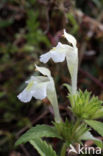 Bleekgele hennepnetel (Galeopsis segetum) 