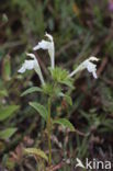 Bleekgele hennepnetel (Galeopsis segetum) 