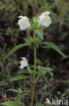 Bleekgele hennepnetel (Galeopsis segetum) 