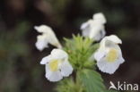 Bleekgele hennepnetel (Galeopsis segetum) 