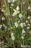 Bleekgele hennepnetel (Galeopsis segetum) 