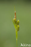 Pale Sedge (Carex pallescens)