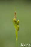 Bleke zegge (Carex pallescens) 