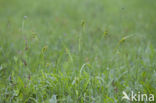 Bleke zegge (Carex pallescens) 
