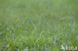 Pale Sedge (Carex pallescens)