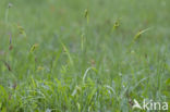 Bleke zegge (Carex pallescens) 