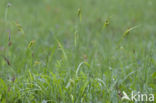 Pale Sedge (Carex pallescens)