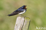 Boerenzwaluw (Hirundo rustica) 