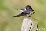 Barn Swallow (Hirundo rustica)