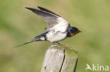 Boerenzwaluw (Hirundo rustica) 