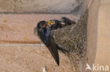 Boerenzwaluw (Hirundo rustica) 