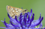 Chequered Skipper (Carterocephalus palaemon)