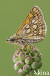 Chequered Skipper (Carterocephalus palaemon)