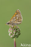 Chequered Skipper (Carterocephalus palaemon)