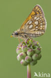 Chequered Skipper (Carterocephalus palaemon)