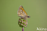 Chequered Skipper (Carterocephalus palaemon)