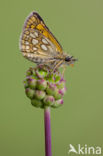 Chequered Skipper (Carterocephalus palaemon)