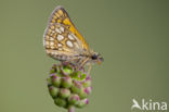 Bont dikkopje (Carterocephalus palaemon) 