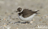 Bontbekplevier (Charadrius hiaticula)