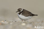 Bontbekplevier (Charadrius hiaticula)