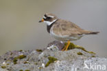 Bontbekplevier (Charadrius hiaticula)