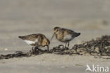 Bonte Strandloper (Calidris alpina)