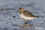 Bonte Strandloper (Calidris alpina)