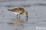 Bonte Strandloper (Calidris alpina)