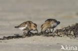 Bonte Strandloper (Calidris alpina)