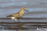 Bonte Strandloper (Calidris alpina)