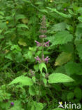 Bosandoorn (Stachys sylvatica)