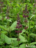 Bosandoorn (Stachys sylvatica)