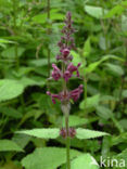 Bosandoorn (Stachys sylvatica)