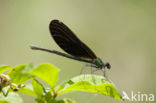 Beautiful Demoiselle (Calopteryx virgo)