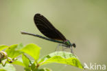 Bosbeekjuffer (Calopteryx virgo) 